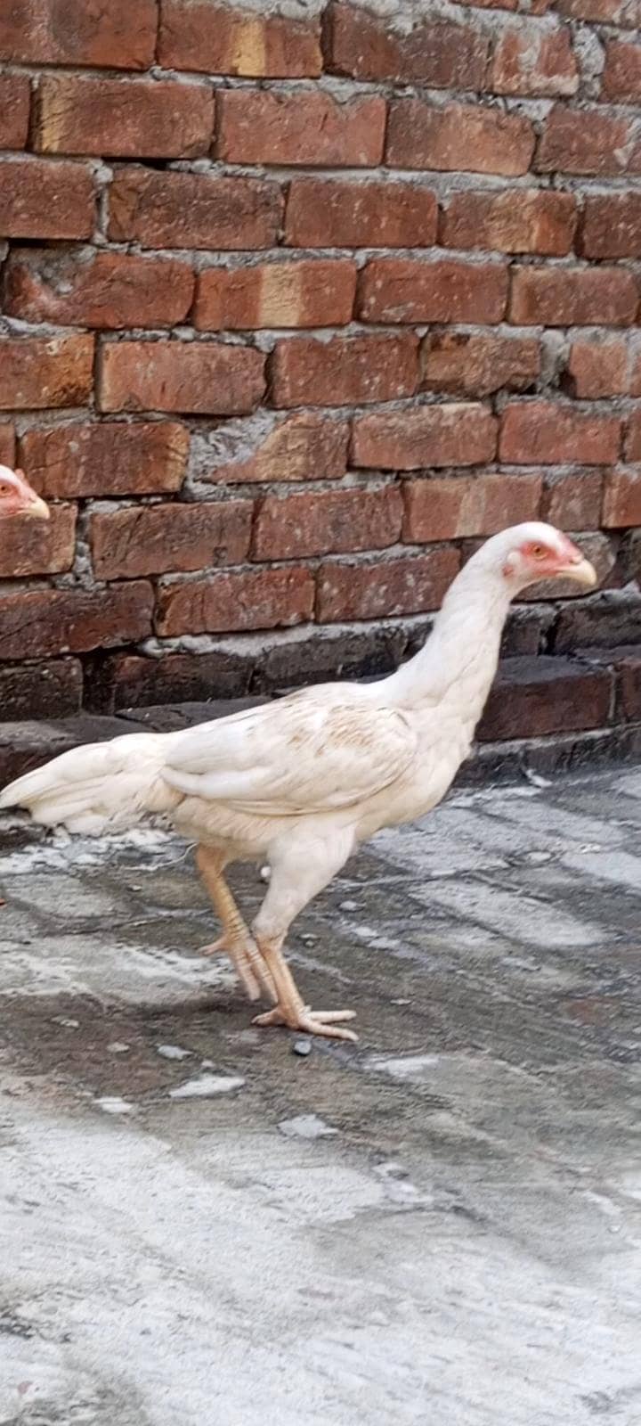Pakistan 3