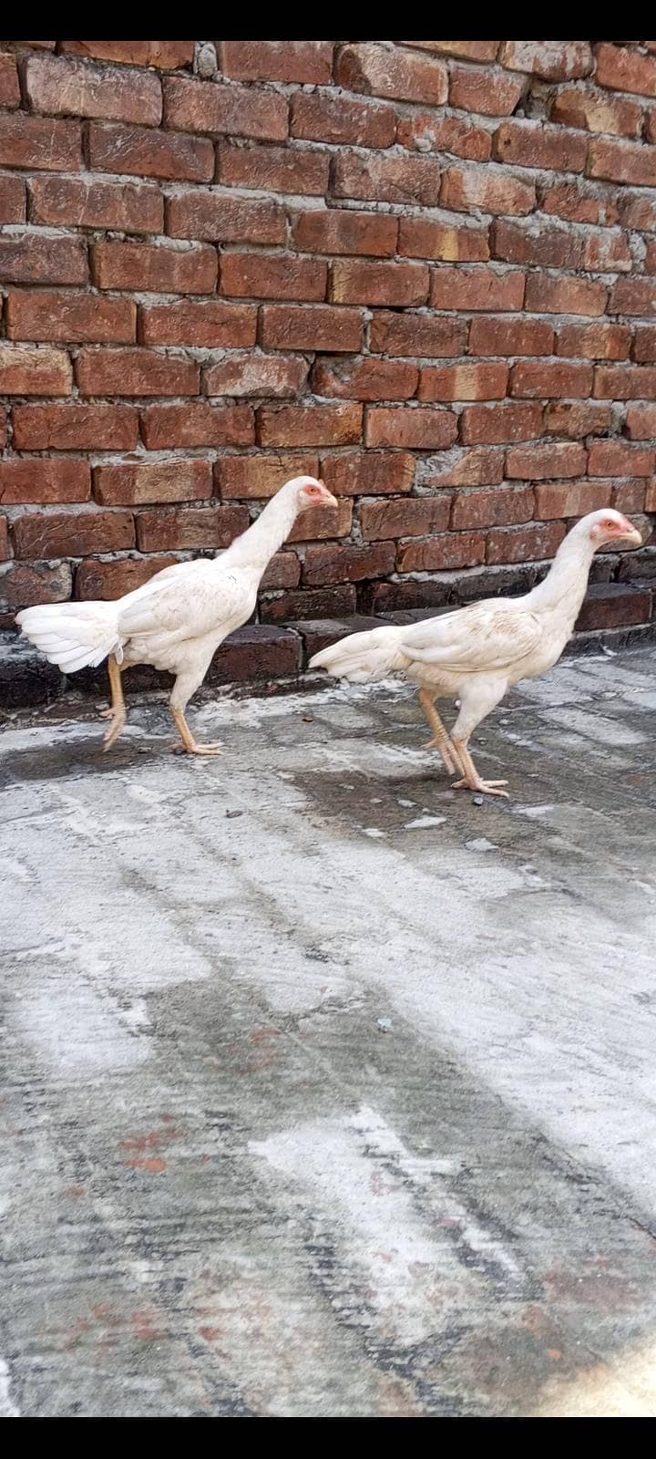 Pakistan 4