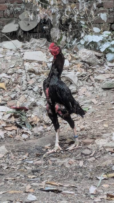 pure Pakistani male available for sale old blood long hight 3600 wzzn