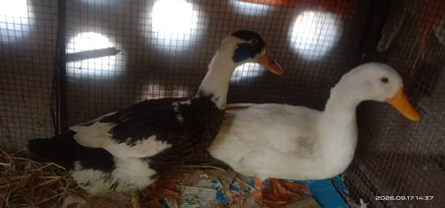 ducks