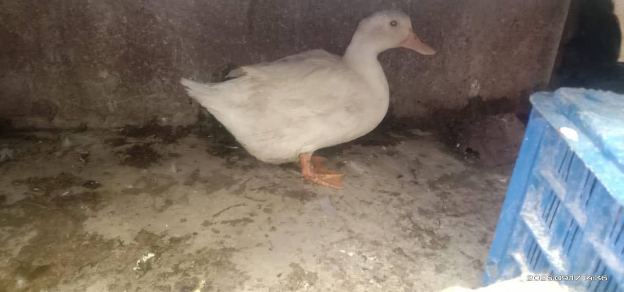 ducks 1