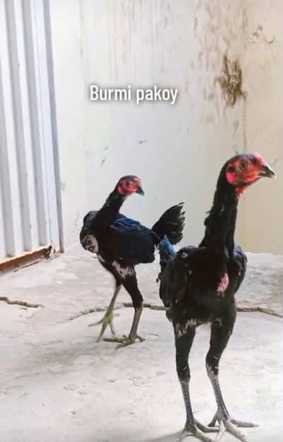 aseel Thai / Aseel burmi / Aseel pakoy/ import breed