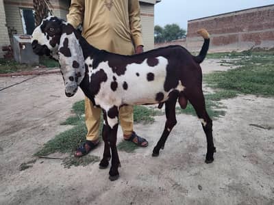 for sell 4 bkri 1 bkra