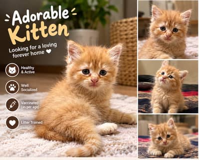 Adorable Persian Kittens Available | Fluffy & Healthy | Cute Baby Cat