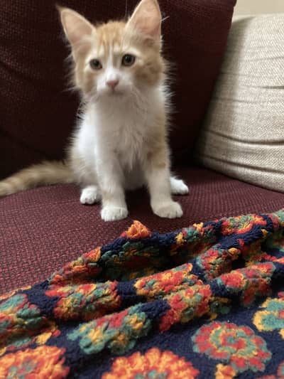 Doll face Persian kitten