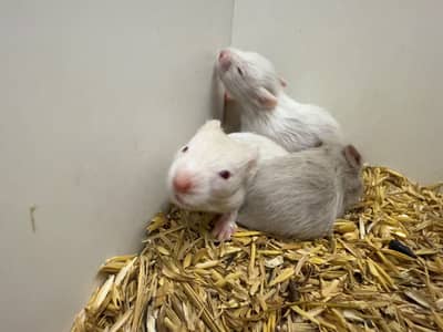 Hamster babies available
