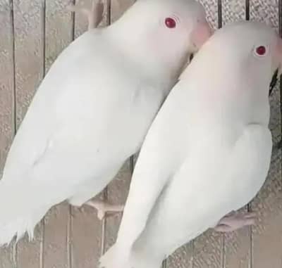 ALBINO RED EYES