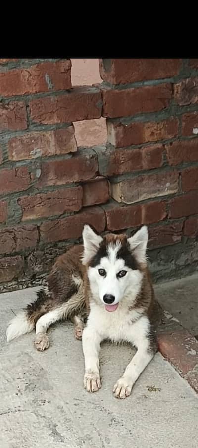 Siberian Husky black and white colour beautiful eyes