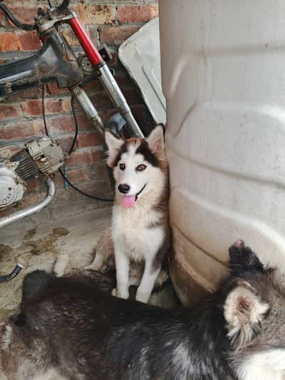 Siberian Husky black and white colour beautiful eyes