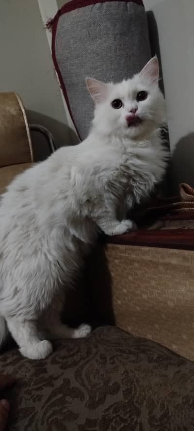 Male Persian cat