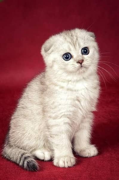 Scottish fold British shorthair kittens available imported