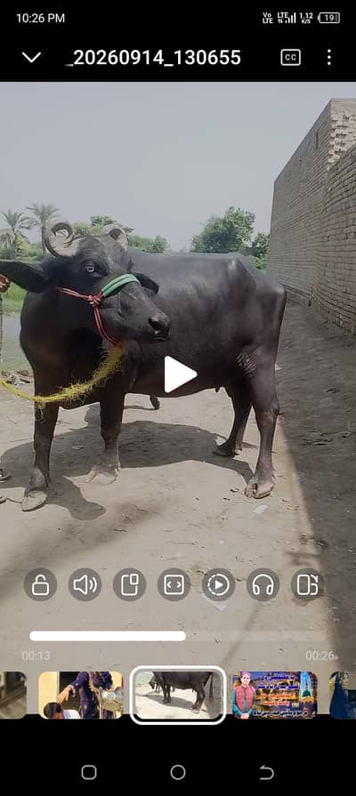 kundi bhains with katti
