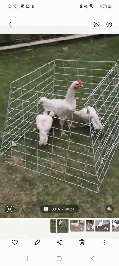Paper white Aseel Heera and Shamo breeder set available for Sale