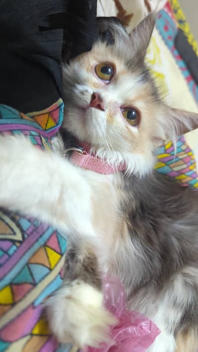 Tripple Coated Persion Kitten Female