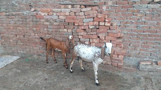 Desi goat