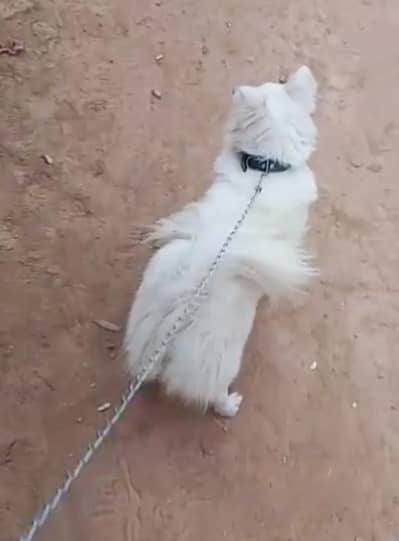 o siez Russian female dog for sale