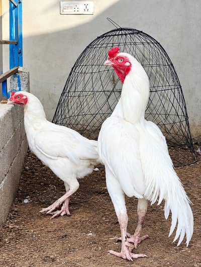 Heera Quality bird for sale
