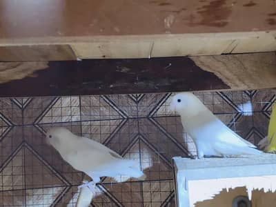 love birds for sale