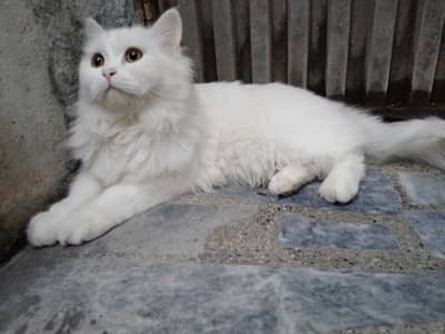 Pure White Persian Triple Coat Cat For Sale Abbottabad