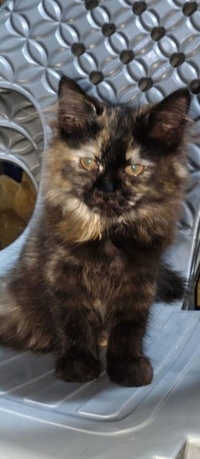 Persian