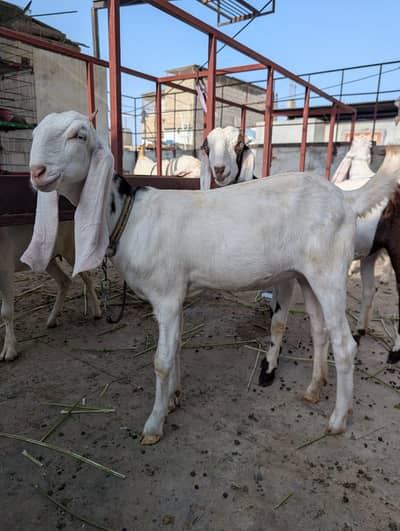 ablak or white Bakri hy Gulabi nasal man