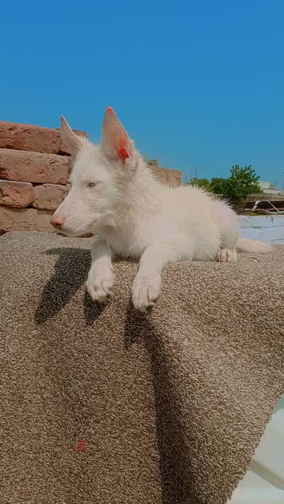 male puppy for sale