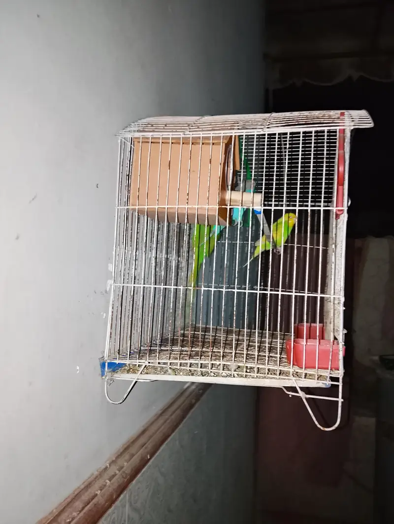 best cage — photo 2