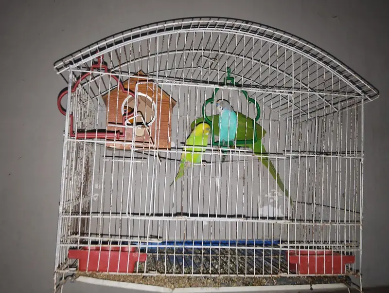 best cage — photo 3