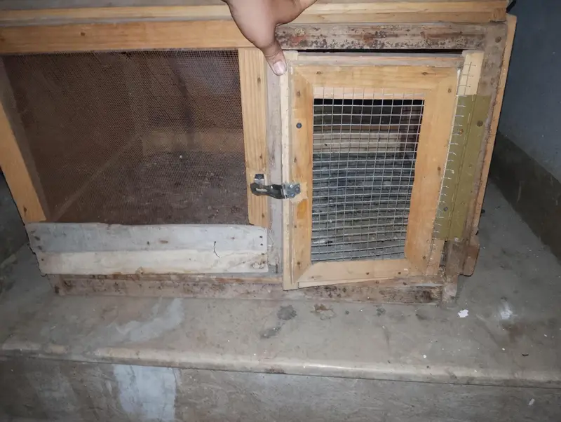 best cage — photo 6
