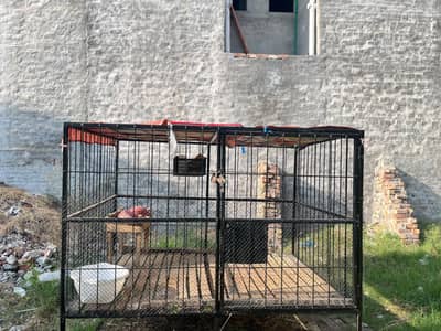 lion cage