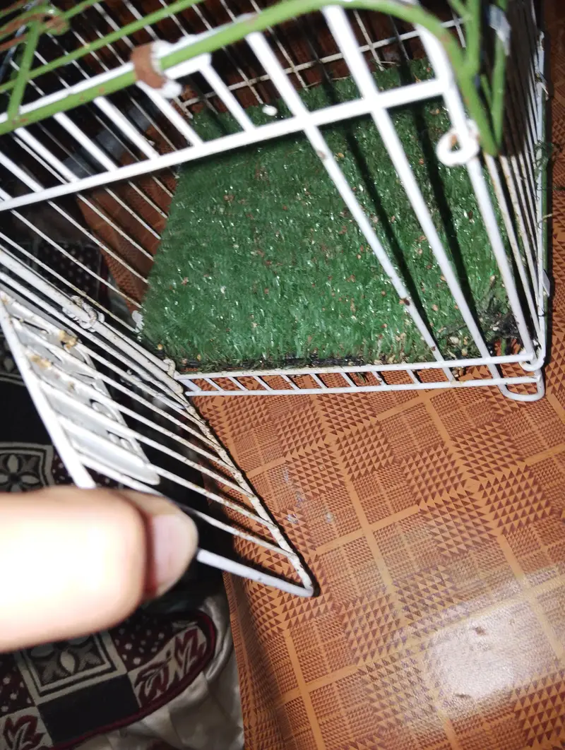 best cage — photo 8
