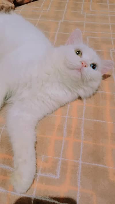 white  persian cat