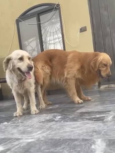 Golden Retriever Female Dog For Sale Urgent