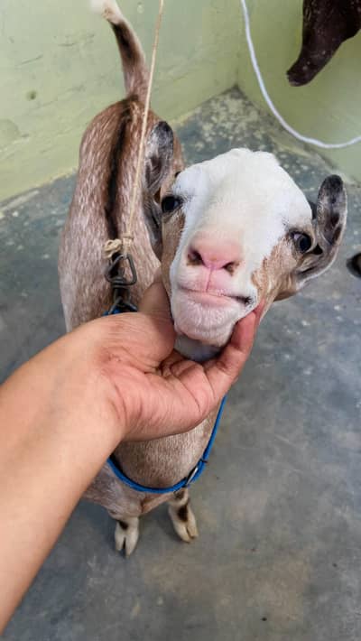 bakra for sale