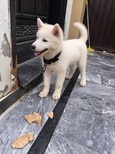white husky alpha male