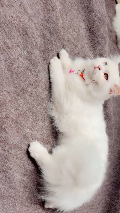 Cats urgent for sall Pakistan WhatsApp