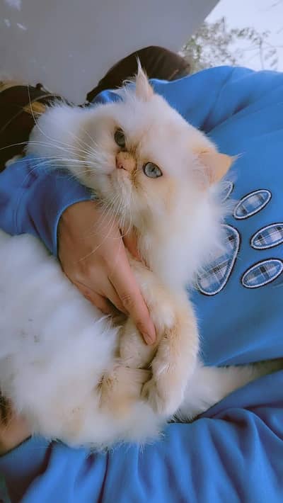 persian pure punched face male cat