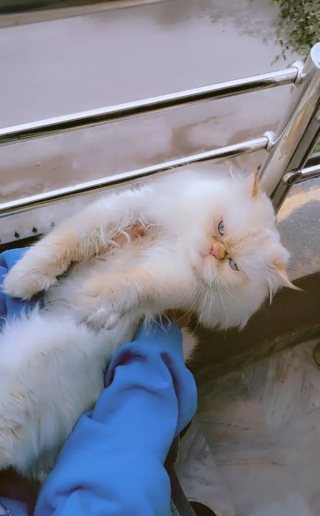 persian pure punched face male cat — photo 4