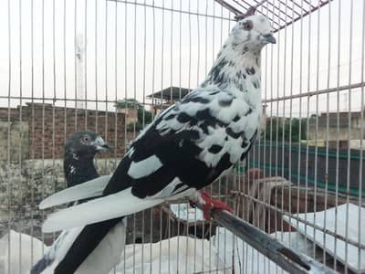 fancy pigeons