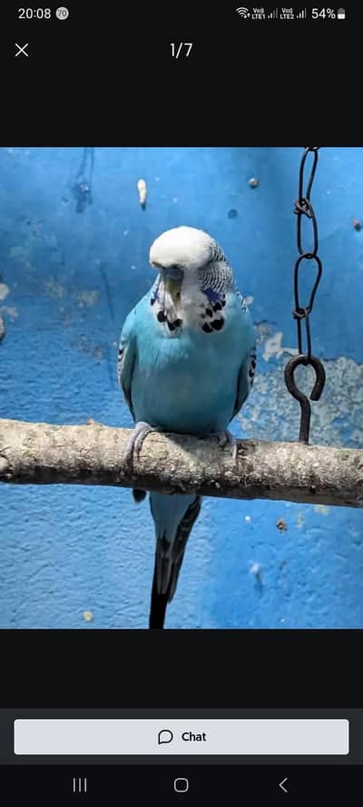 Exhibition Budgies For Sale