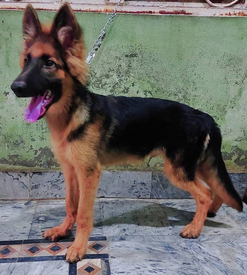 (GSD) 1