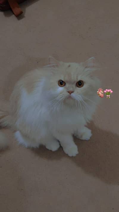 Persian male cat