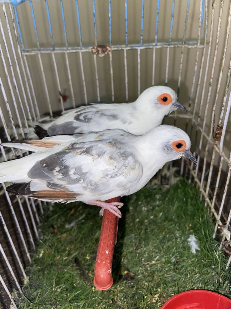 SILVER PIDE visual breader pair . 0