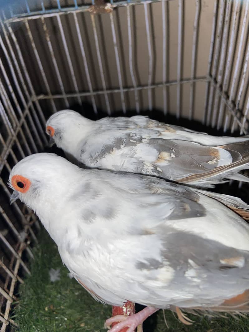 SILVER PIDE visual breader pair . 1
