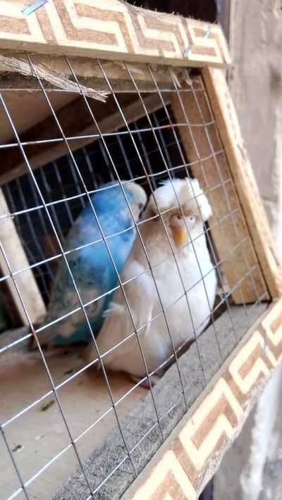 Exhibition Breeder pair (0320/4343/502)