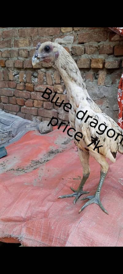 Pakistan aur dragon world