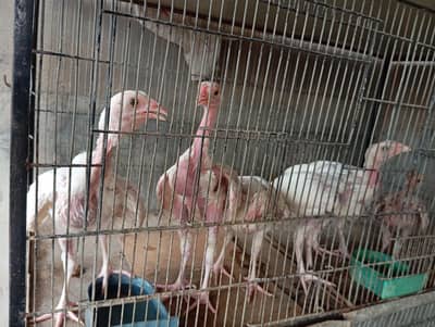 paper white heera aseel chick's