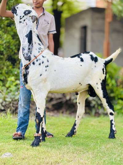Amratsari cheena bakra    03054978053