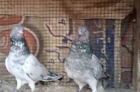 Golden pair and 4 chick or sale