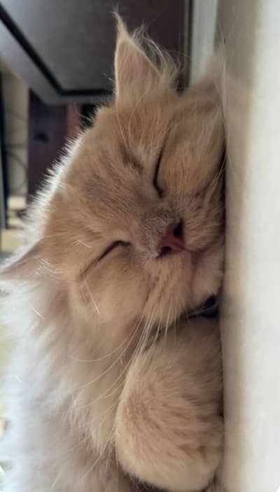 Persian Cat – Well Groomed & Healthy